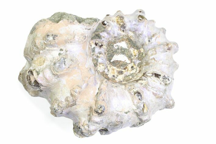 Bumpy Ammonite (Douvilleiceras) Fossil - Purple Iridescence #361212